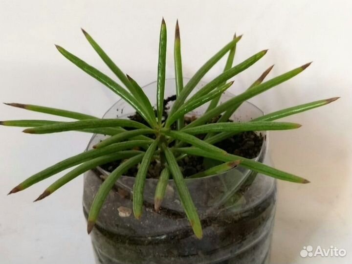 Суккулент сенецио 5 видов