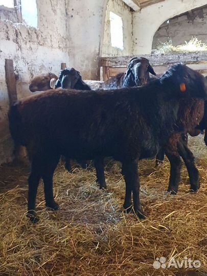 Бараны породыЭдилбай