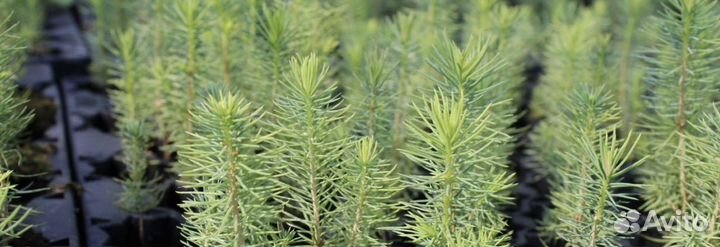 Ель, сеянцы зкс. Лесовосстановление. OT 100 000шт