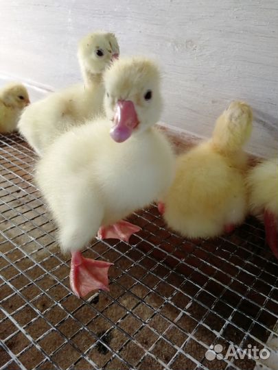 Гусята породы Краснозерская