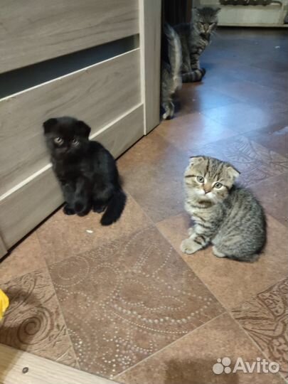 Шотландские котята
