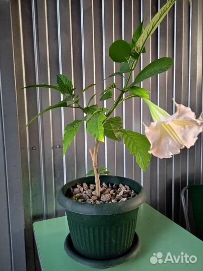 Бругмансия в новом горшке