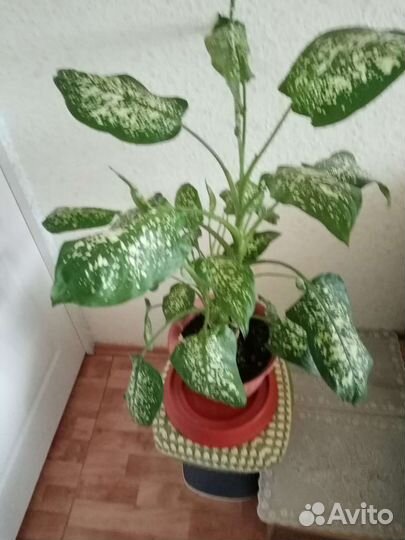 Диффенбахия