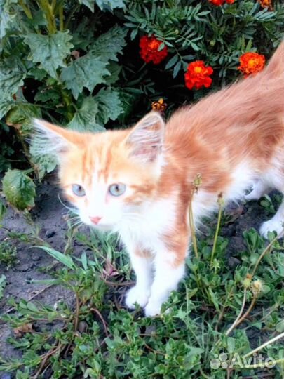 Рыжий котенок