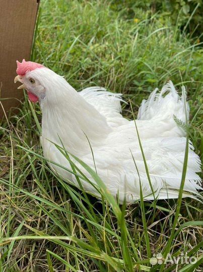 Куры доминант