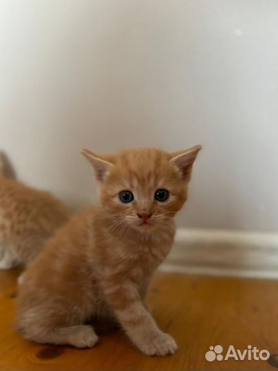 Продаю super котят