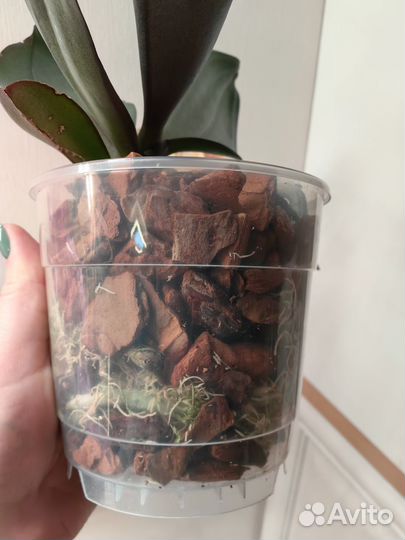 Орхидея фаленопсис Savion