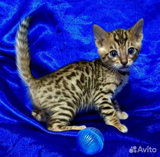 Бенгальские котята