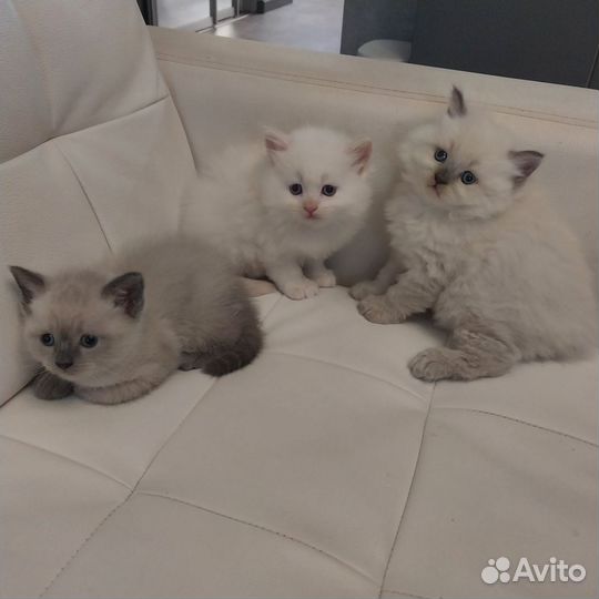 Котята