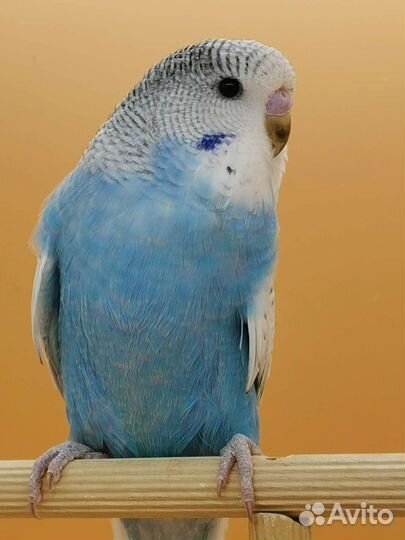 Птенцы волнистого попугая