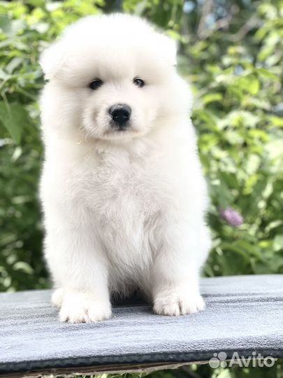 Щенки самоеда