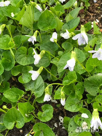 Герань Аквилегия Фиалка Жемчужница