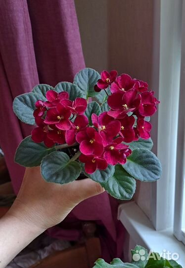 Черенки сортовых фиалок 10 шт