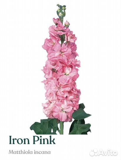 Рассада маттиолы серии Iron