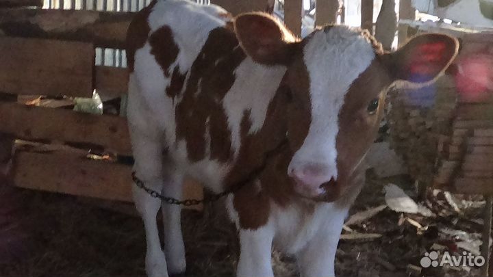 Бычек Телочка