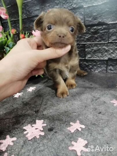 Щенки чихуахуа РКФ