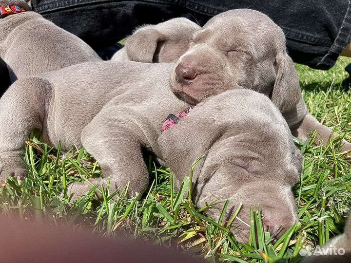 Щенки веймаранера