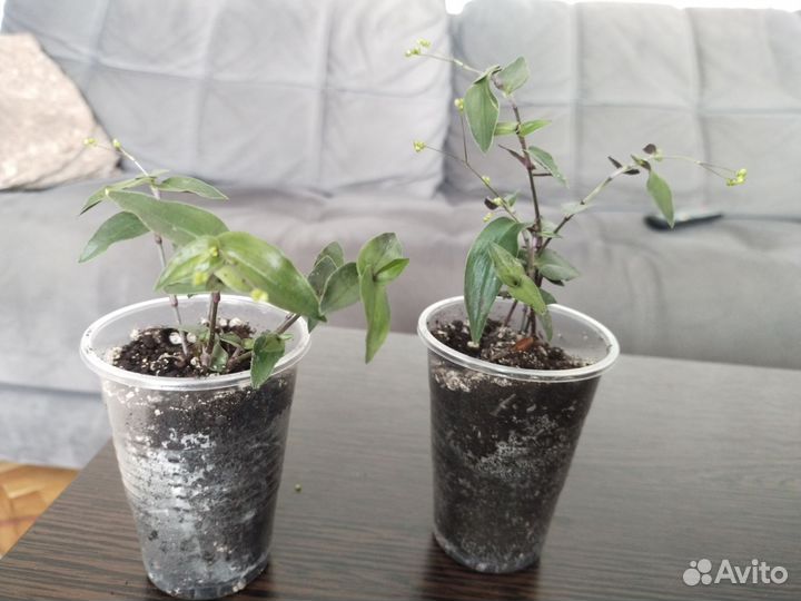 Традесканция гибазис 