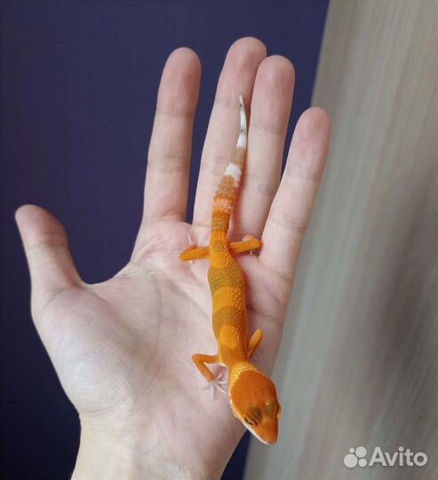 Эублефары малыши