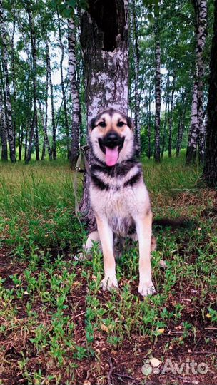 Собака из приюта ищет дом