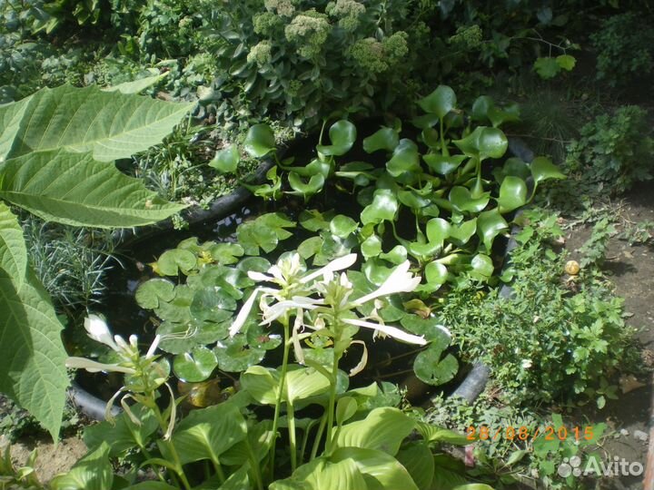 Водные растения