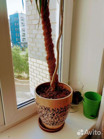 Драцена маргината пальма