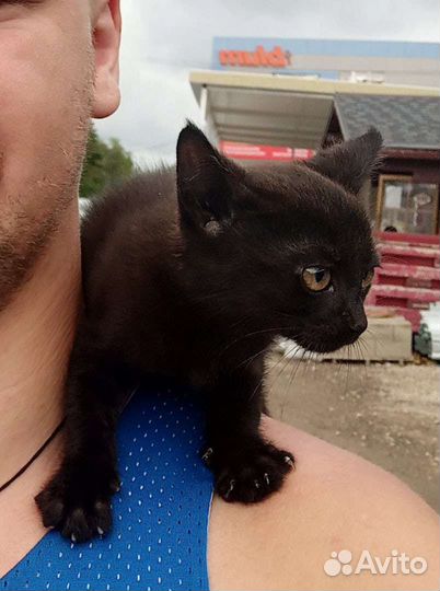 Кошечка, в дар, в добрые руки