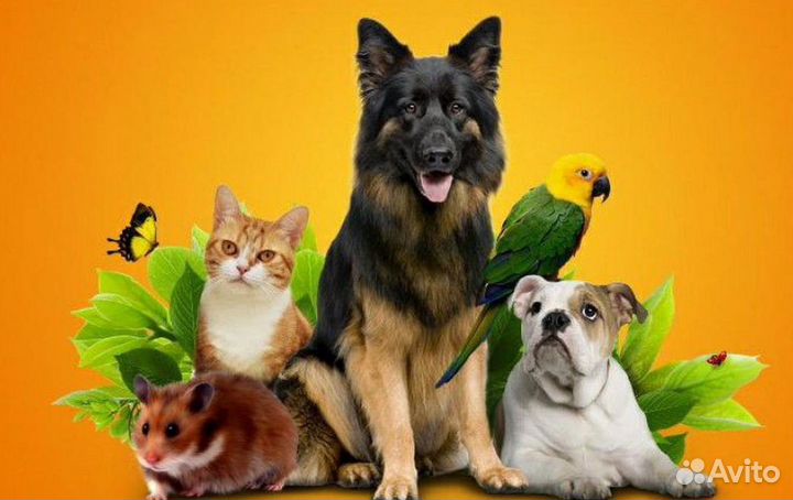 Зоотовары и топливные гранулы