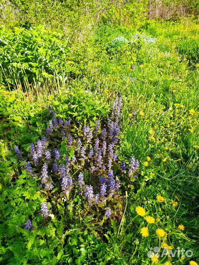 Живучка ползучая