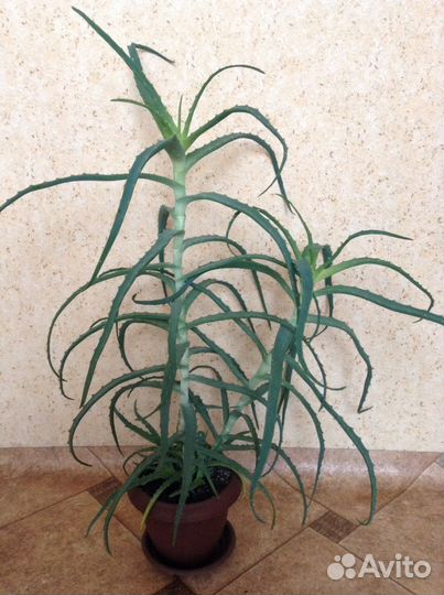 Алоэ лекарственный, взрослый побег без корней