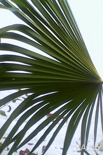 Трахикарпус Форчуна (молодые пальмочки)