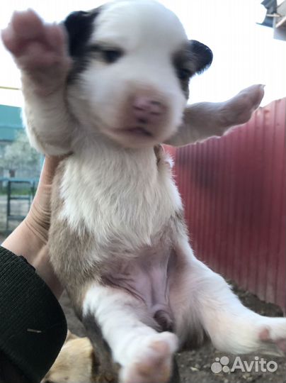 Собаки на охрану и просто для души