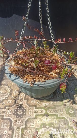 Клюква сортовая