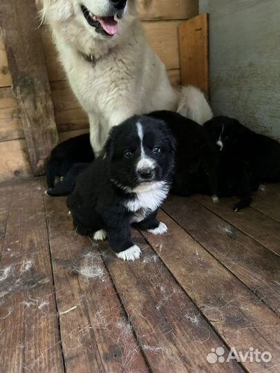 Щенки самоеда