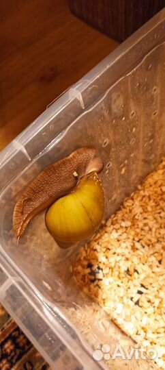 Улитка архахатина овум