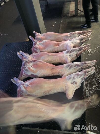 Туша молочного ягненка