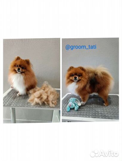 Груминг, гигиена собак