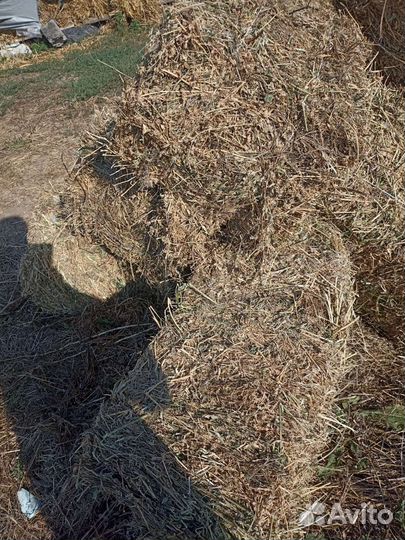 Продам сено люцерны
