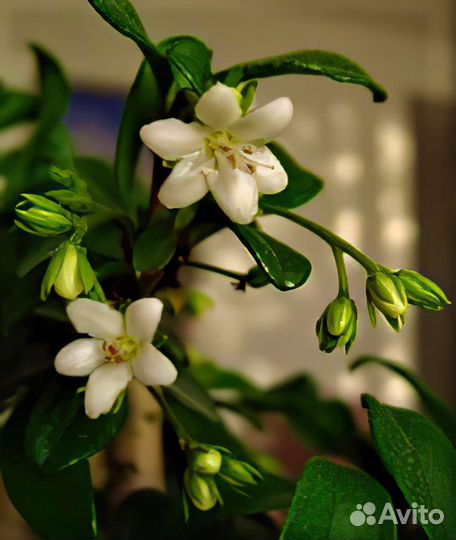 Бонсай кармона