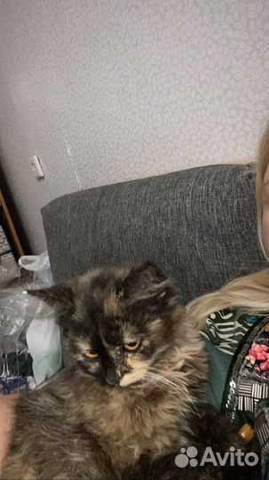 Кошка