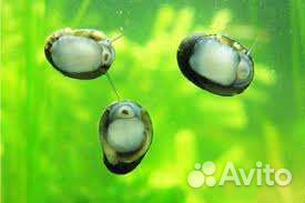 Теодоксус, Неретина, Отоцинклюсы