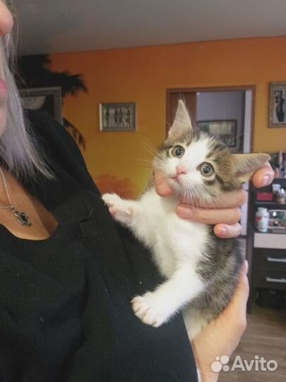 Котёнку нужен дом