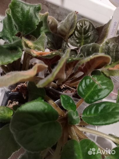 Комнатные цветы