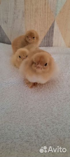 Продам цыплят, чистопородных