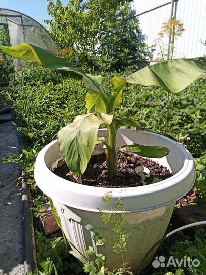 Банановая пальма