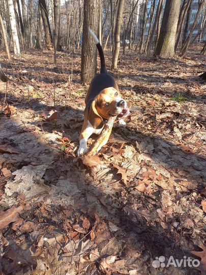 Вязка кобель бигль