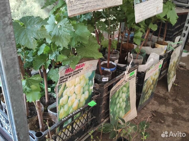 Саженцы Винограда с закрытой корневой системой