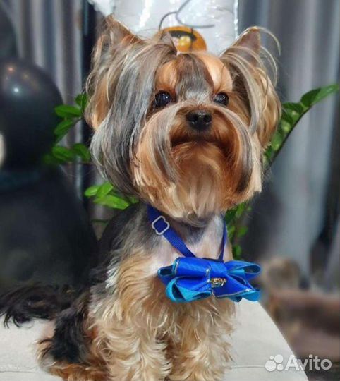 Йоркширский терьер мини беби фейс щенки