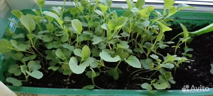 Рассада капусты