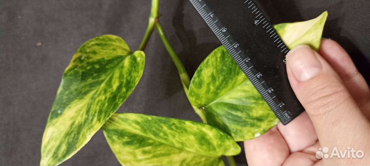 Эпипремнум золотистый/ сциндапсус ауреум, от 50